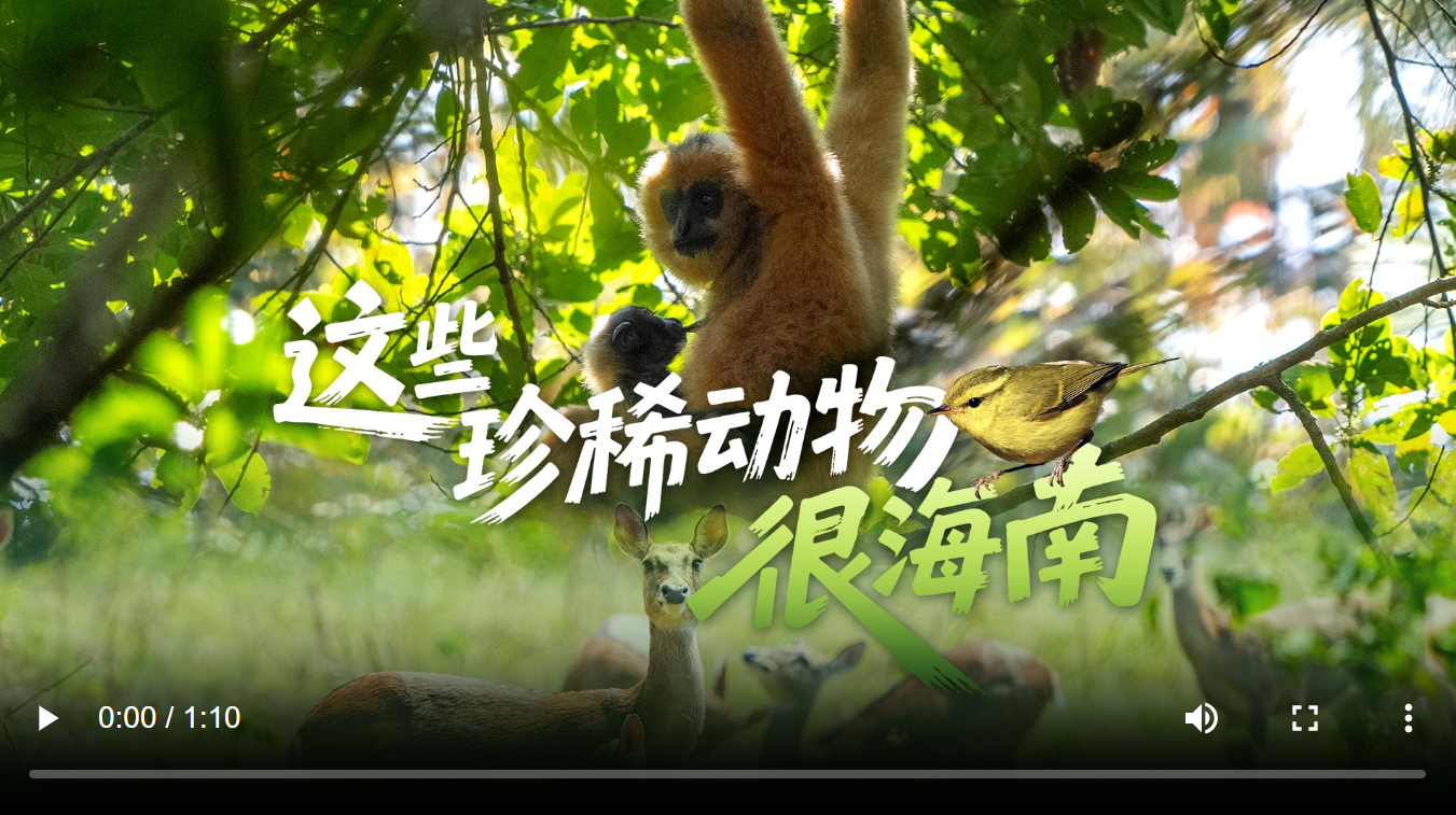 这些珍稀动物很海南
